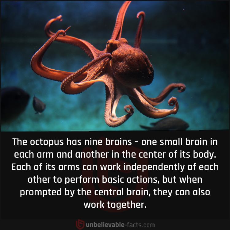 An Octopus Has Nine Brains