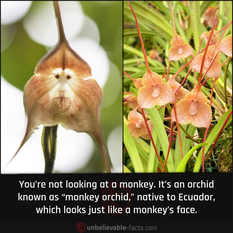 An Orchid that Looks Like a Monkey’s Face