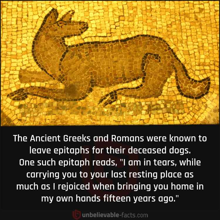 Ancient Greek Dog