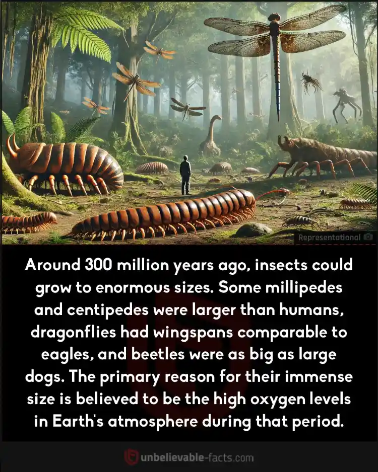 Ancient oxygen surplus enabled insects to grow