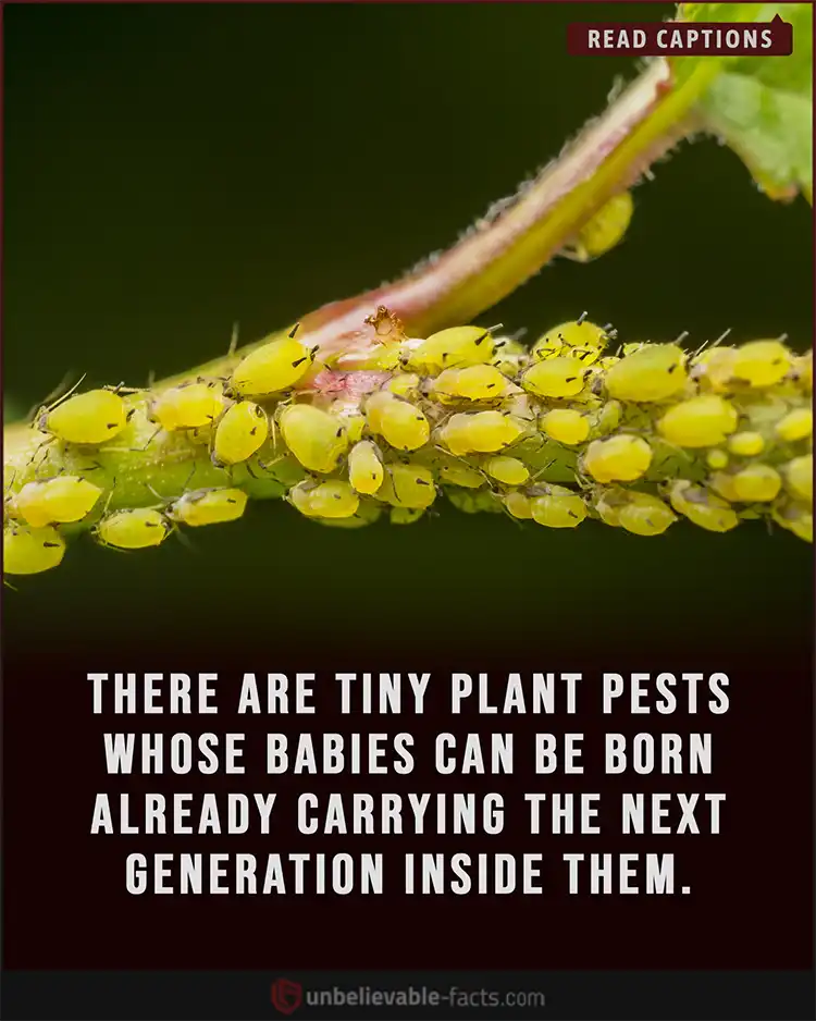 Aphids are incredibly destructive insect pests Aphids are incredibly destructive insect pests