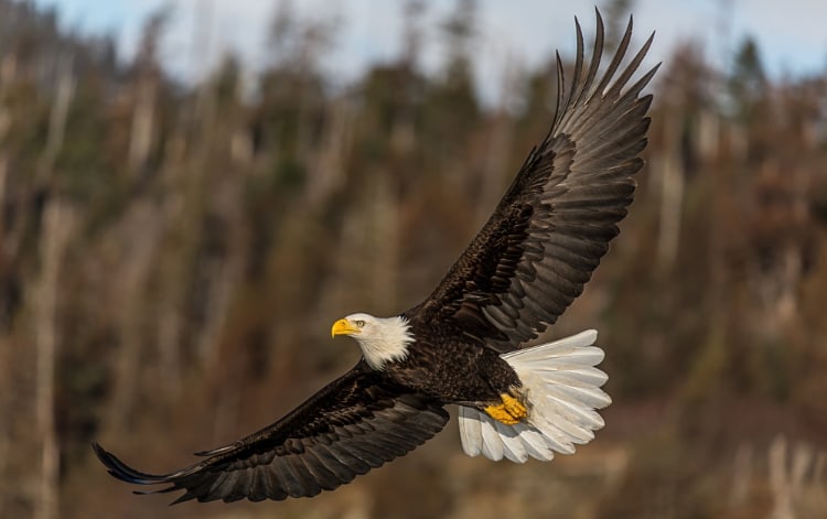 Bald Eagles shed feathers symmetrically