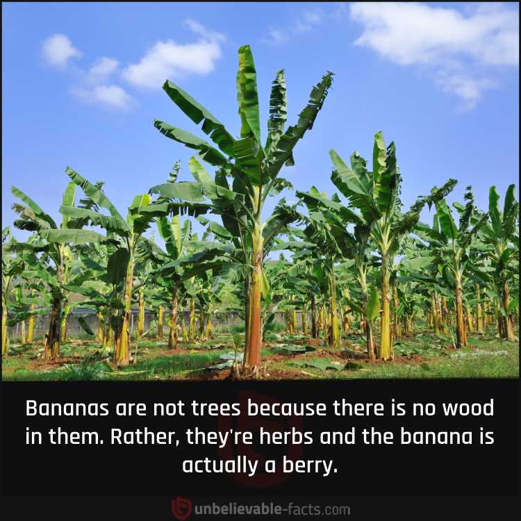 Bananas are not trees