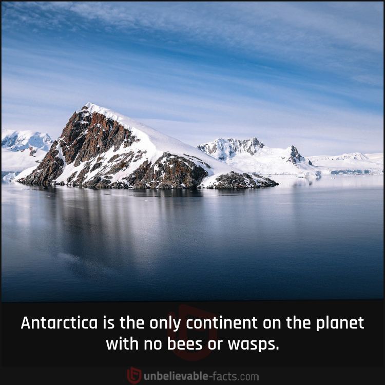 Bees and Wasps Do not Live in Antarctica