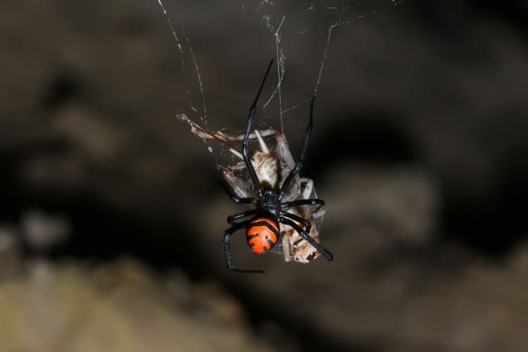 Black widow spider 