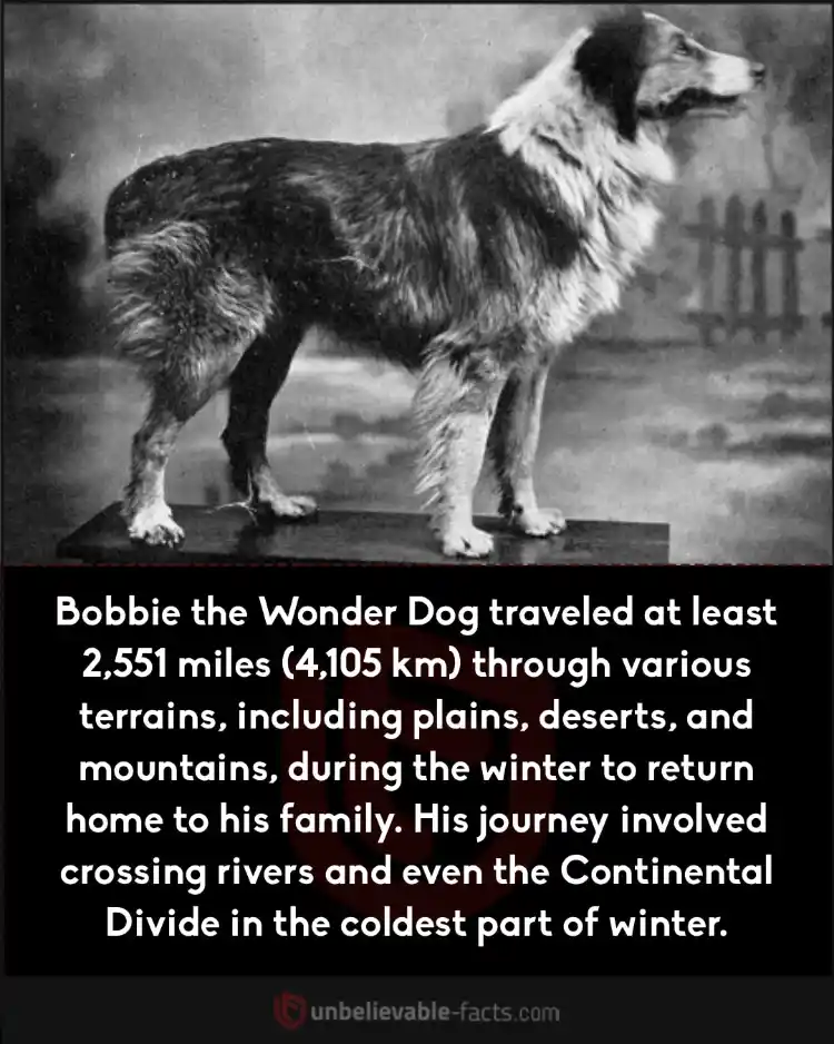 Bobbie the Wonder Dog