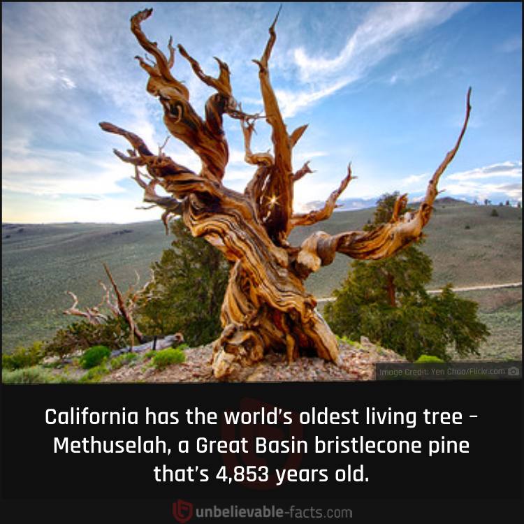California’s Oldest Living Tree