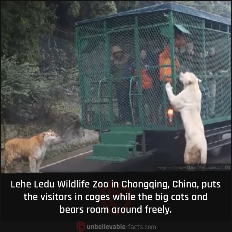 China’s Reverse Zoo