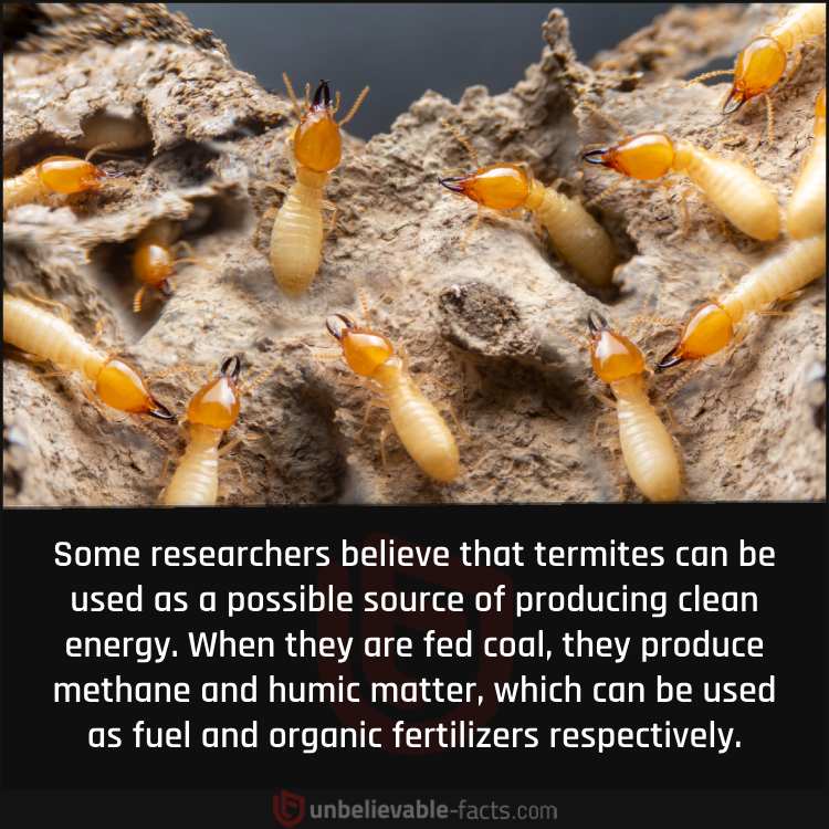 Clean Energy from Termites