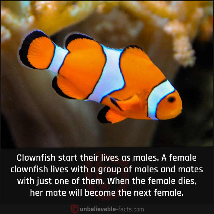 Clownfish Start Off as Male but Later Become Female
