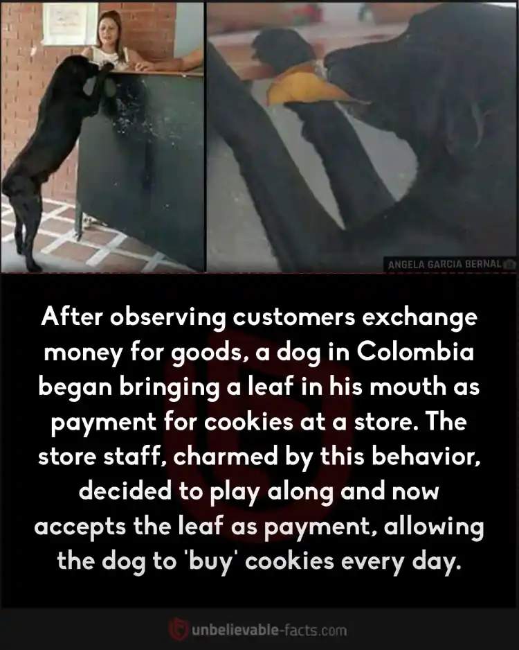 Colombian dog pays with leaf for cookies