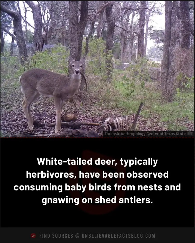 Deer eat baby birds and human bones for nutrients.