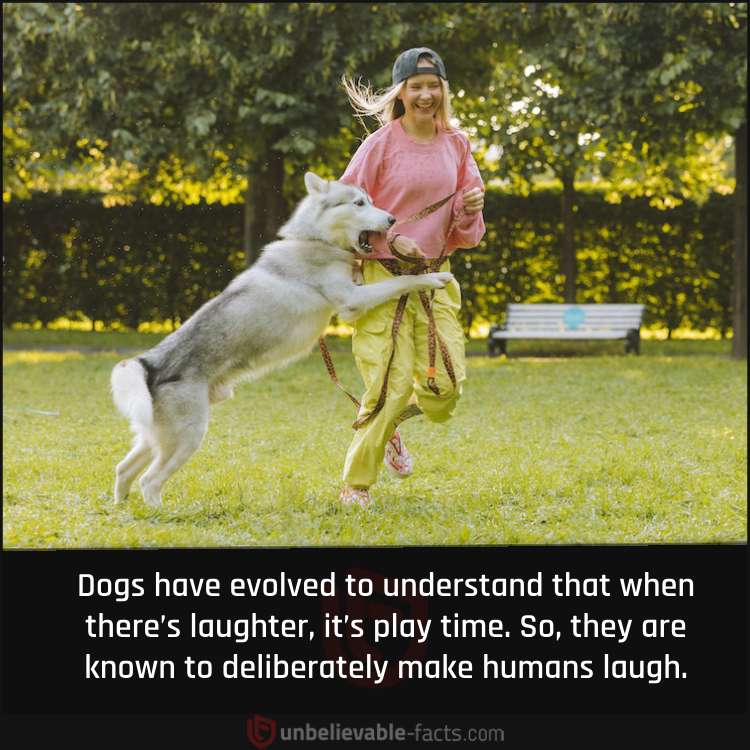 Dogs Love to Make Humans Laugh