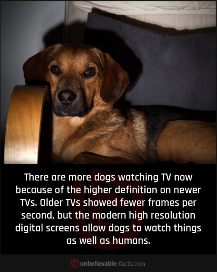 Dogs Watch TV