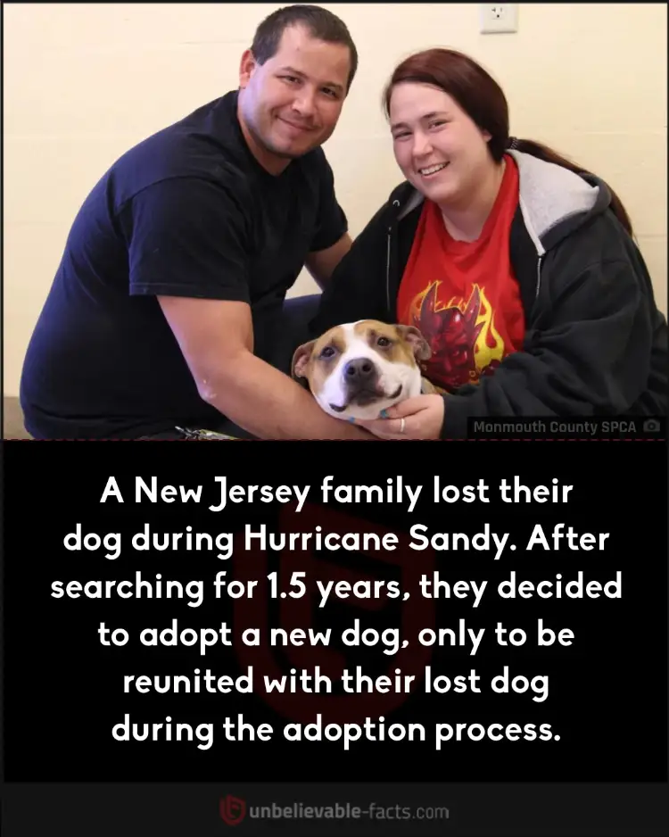 Family reunites with lost dog