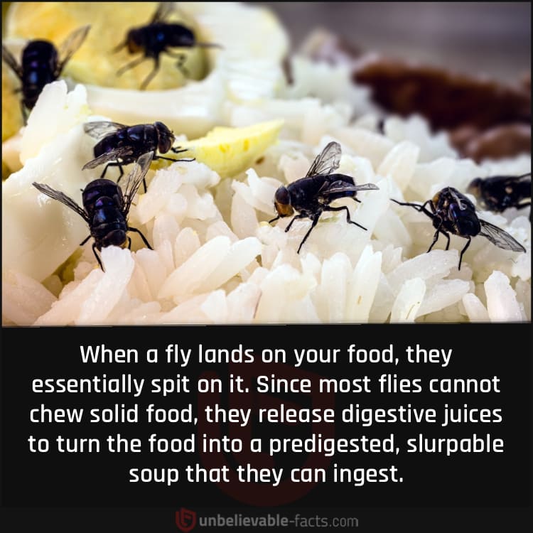 Flies "Spit" on Your Food