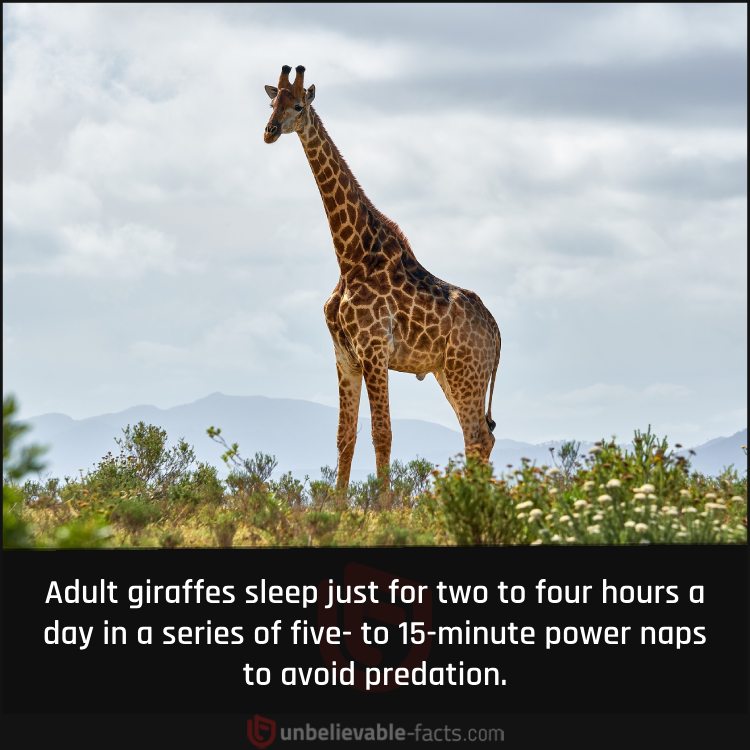 Giraffes’ Crazy Sleeping Habits