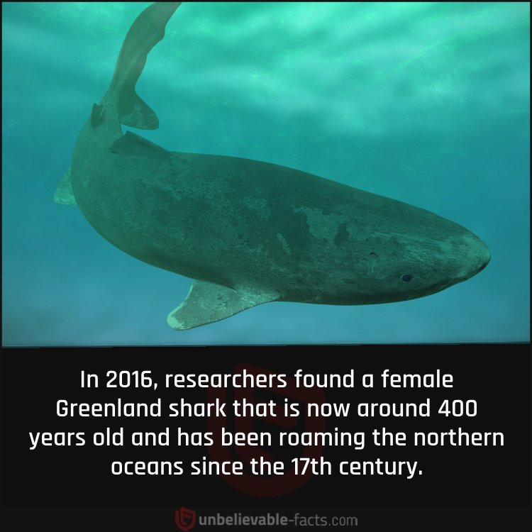 Greenland shark that is now around 400 years old