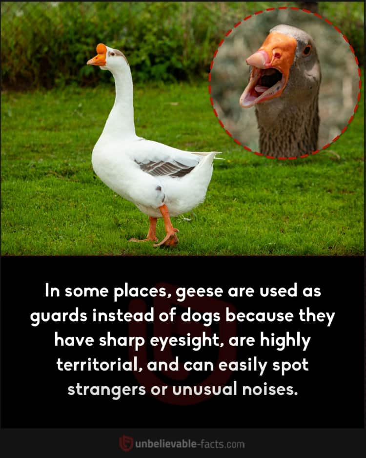 Guard goose