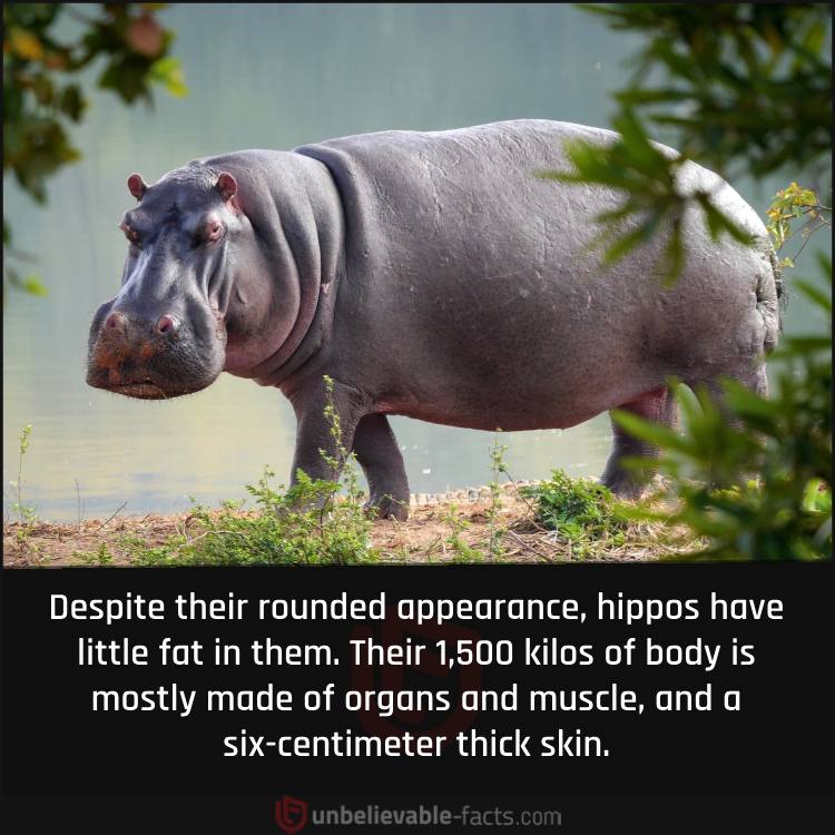 Hippos Have Zero Fat