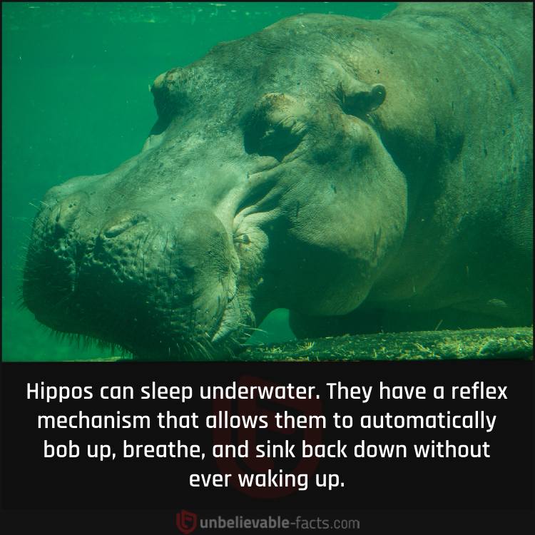 Hippos can sleep underwater