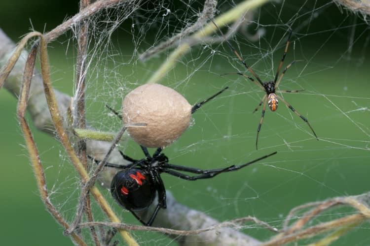 How dangerous are black widow spiders