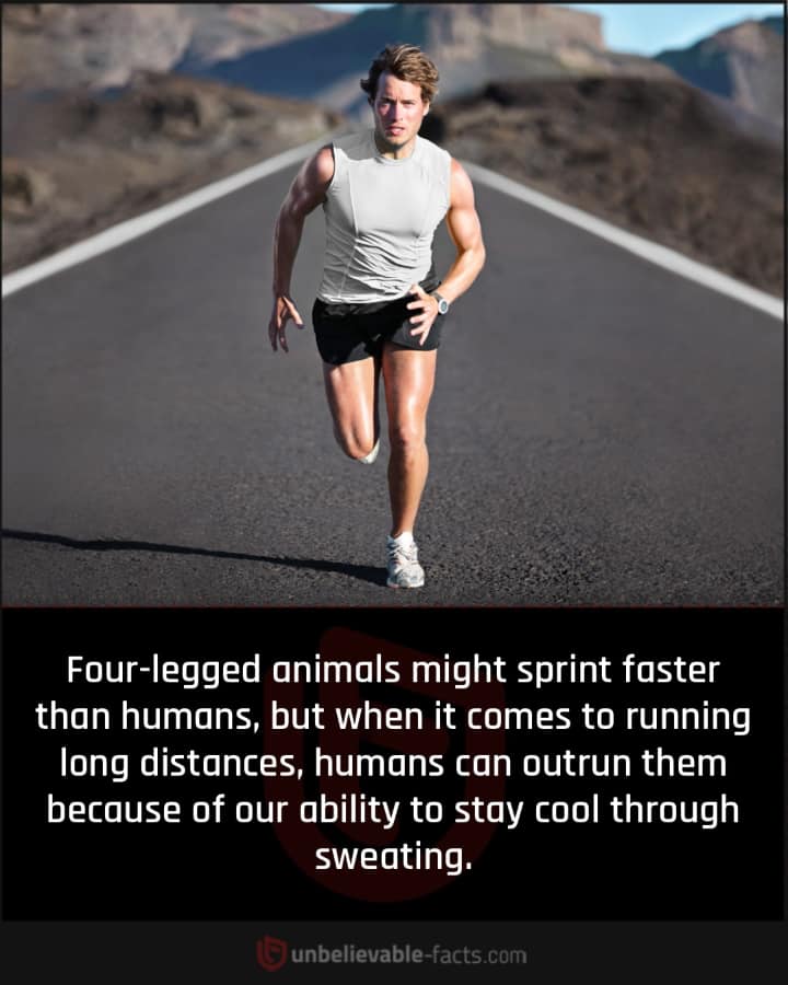 Humans Are Great Endurance Runners