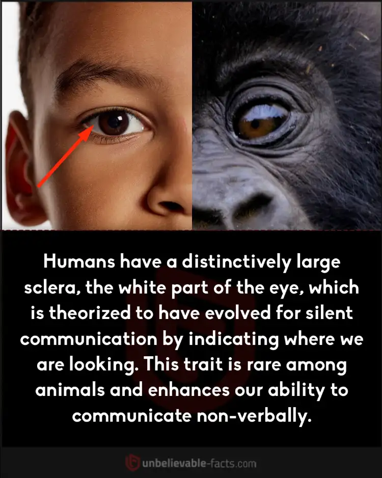 Humans evolved large sclera