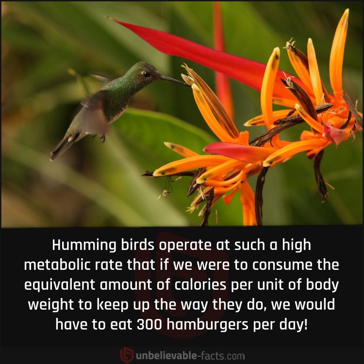 The Exceptionally High Metabolism of Hummingbirds