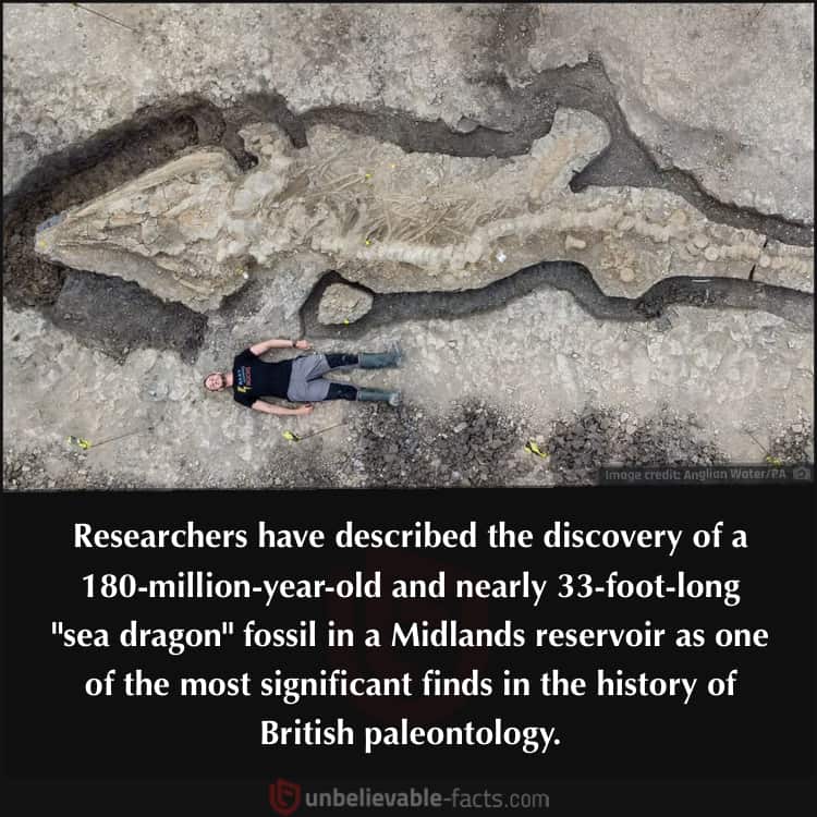 Ichthyosaur Fossil