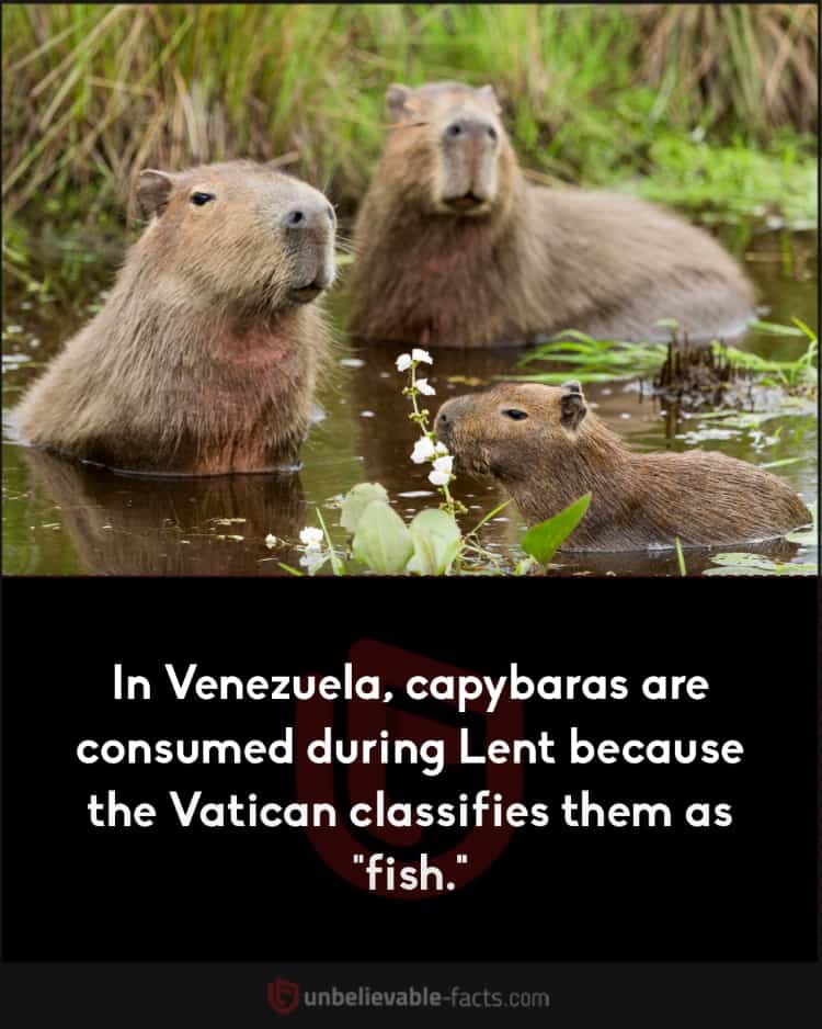 In Venezuela, capybaras are consumed during Lent