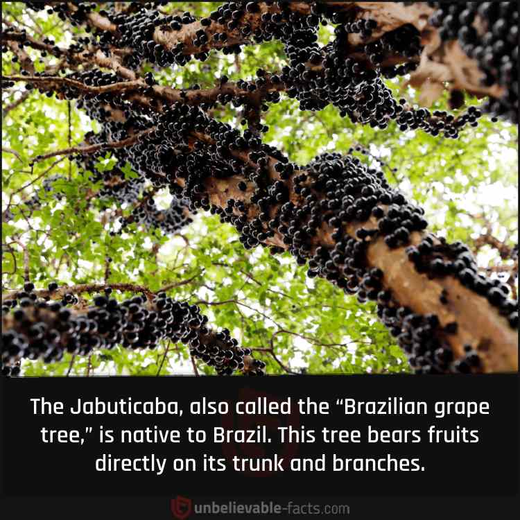 The Jabuticaba, also called the “Brazilian grape tree,” is native to Brazil. This tree bears fruits directly on its trunk and branches. 