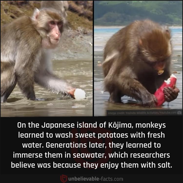 Japanese Monkeys Learned to Clean and Salt Their Sweet Potatoes