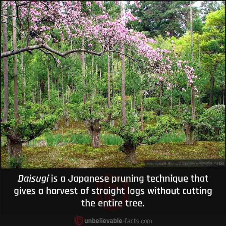 Japanese Pruning Technique for Straight Logs