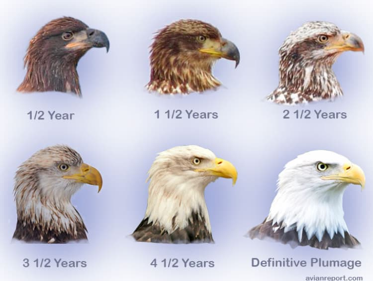 Juvenile and immature bald eagle's age and plumage