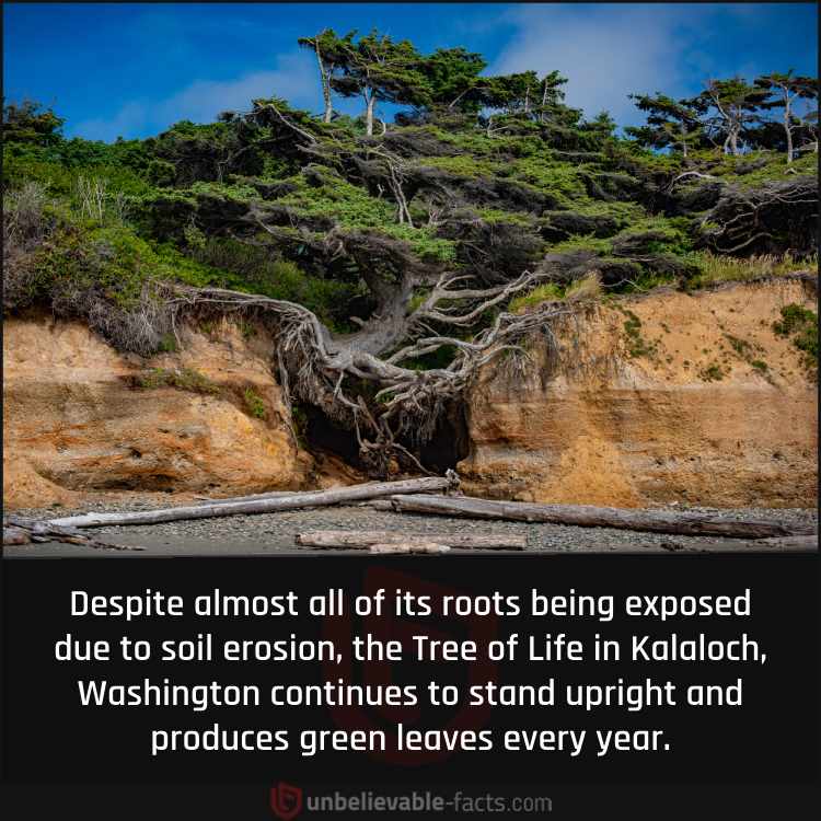 Kalaloch's Tree of Life Defies Nature's Challenges