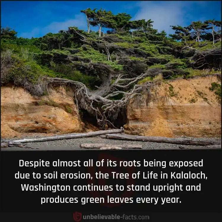 Kalaloch's Tree of Life Defies Nature's Challenges