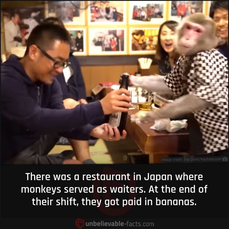 Kayabukiya Tavern Had Monkeys for Waiters