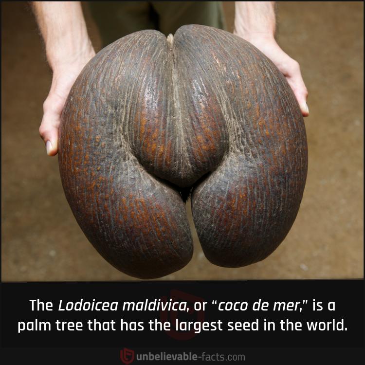 Largest Seed in the World