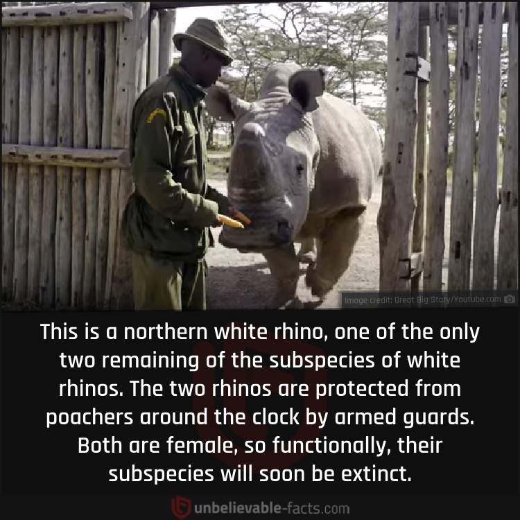 Last Remaining Northern White Rhinos