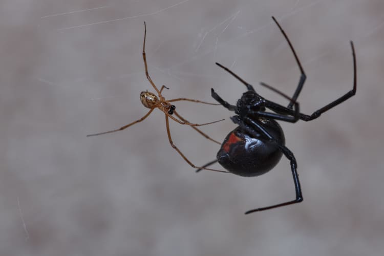 Male and female black widow spider