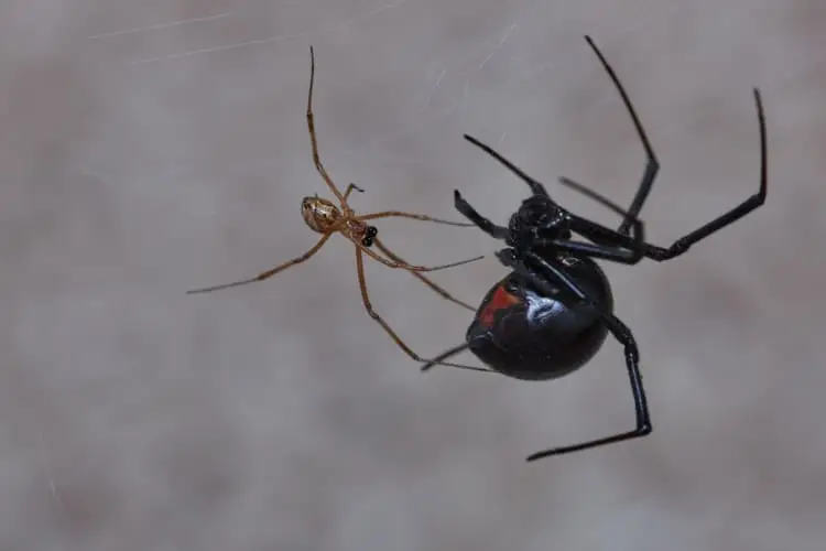 Male and female black widow spider