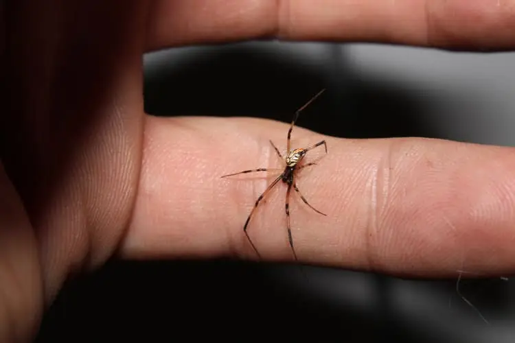 Male southern black widow