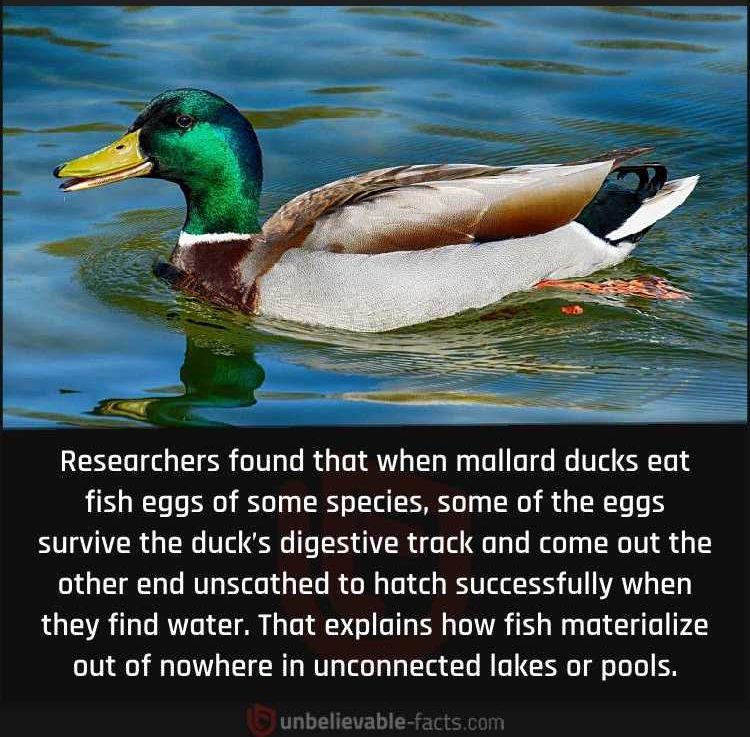 Mallard Ducks Spread Fish Species