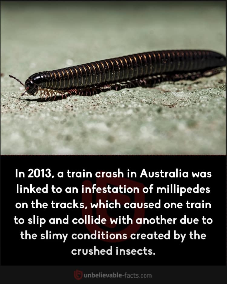 Millipedes Cause Train Collision in Western Australia
