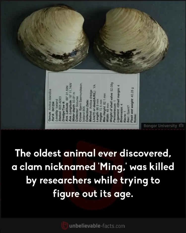 Ming the clam