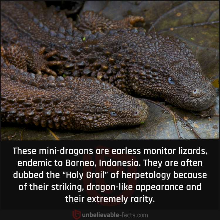 Mini-Dragons of Borneo