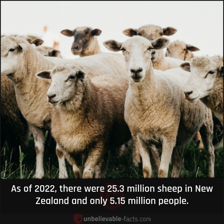 There Are More Sheep than People in New Zealand