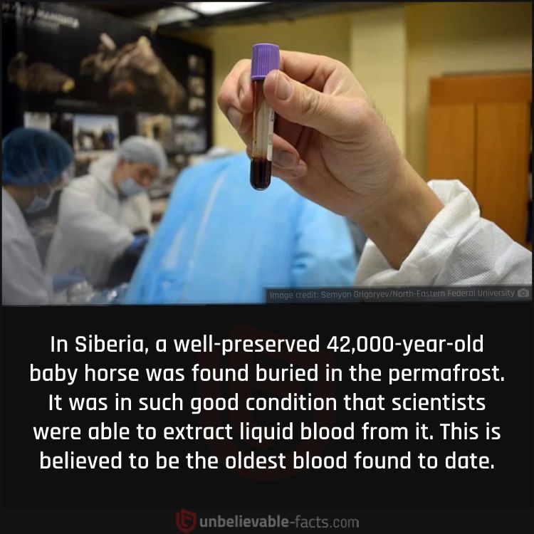 Oldest Known Blood