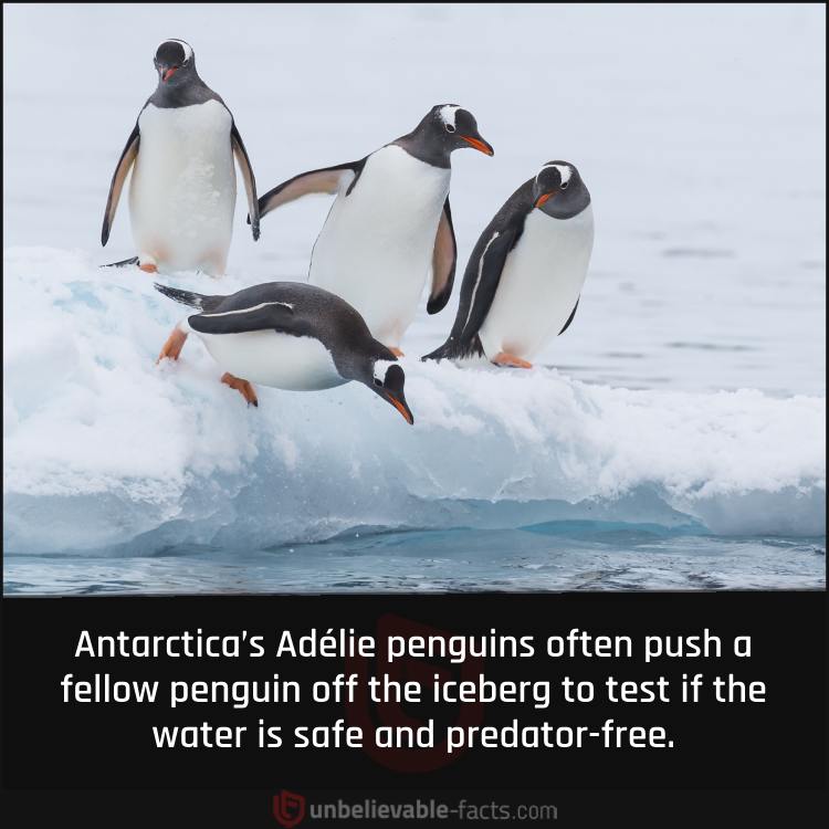 Penguins Test Waters by Pushing In Other Penguins 